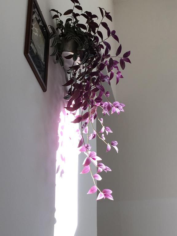Casa Bianca Otel Malcesine Dış mekan fotoğraf